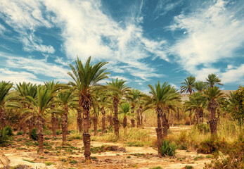 Rural landscape with date palms plantation and beautiful cloudy sky