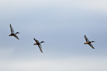 Northern Shoveler, Spatula clypeata, birds in flight over marshes