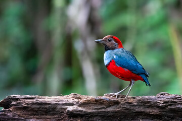 Papuan pitta or Erythropitta macklotii seen in Nimbokrang, West Papua, Indonesia