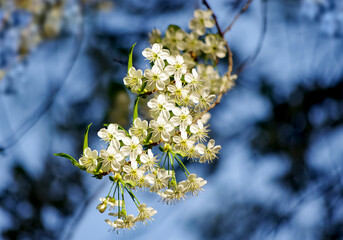 Branches of blossoming cherry macro with soft focus on gentle dark blue sky background