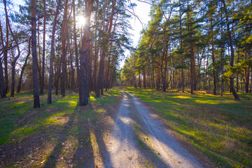 ground road  through the forest  in light of sun