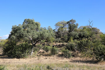 Krüger Park - Afrikanischer Busch / Kruger Park - African bush /