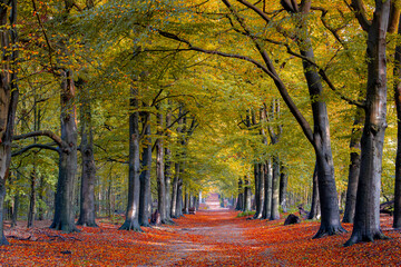 Gravel or soil path in the wood with colourful yellow orange leaves on the tree, Forest in autumn...