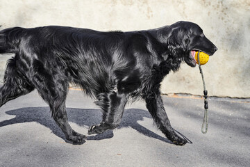 Portrait of black flat-coated retriever walking and playing on the asphalt street, purebred dog against the backdrop of urban