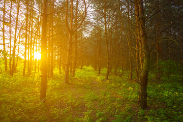 summer fir forest glade at the sunset, calm outdoor scene