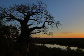 Afrikanischer Busch - Krügerpark - Pioneer Dam / African Bush - Kruger Park - Pioneer Dam /