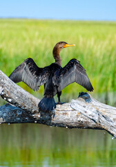 The double-crested cormorant (Nannopterum auritum), a bird dries its wings on a tree