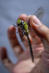 A dragonfly native to the Atlantic Forest in the hands of a biologist, in the Atlantic Forest in the city of Rio de Janeiro, Brazil.