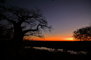 Afrikanischer Busch - Krügerpark - Pioneer Dam / African Bush - Kruger Park - Pioneer Dam /