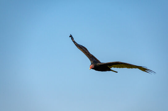 Turkey Vulture (Cathartes aura), bird soars against the blue sky, Bombay Hook National Wildlife Refuge, Delaware