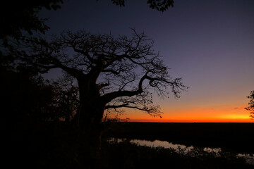 Afrikanischer Busch - Krügerpark - Pioneer Dam / African Bush - Kruger Park - Pioneer Dam /