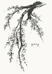 Hand drawn ink brush painting of spring blooming sakura tree branches with flowers