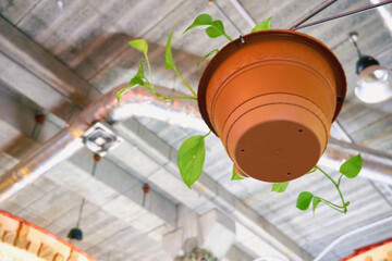 Ceramic flower pot hanging from the ceiling with communications