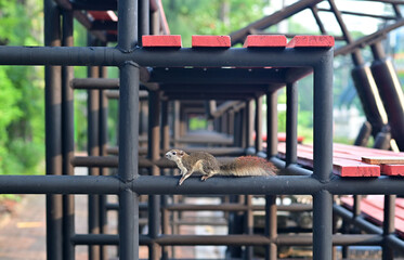 Closeup of A small gray squirrel climbing on black steel bleachers in the park with natural background at Thailand.