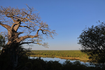Afrikanischer Busch - Krügerpark - Pioneer Dam / African Bush - Kruger Park - Pioneer Dam /