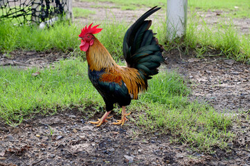 Closeup of Chicken is looking for food with natural background in the garden at Thailand.