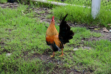 Closeup of Chicken is looking for food with natural background in the garden at Thailand.
