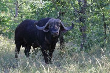 Kaffernbüffel / African buffalo / Syncerus caffer