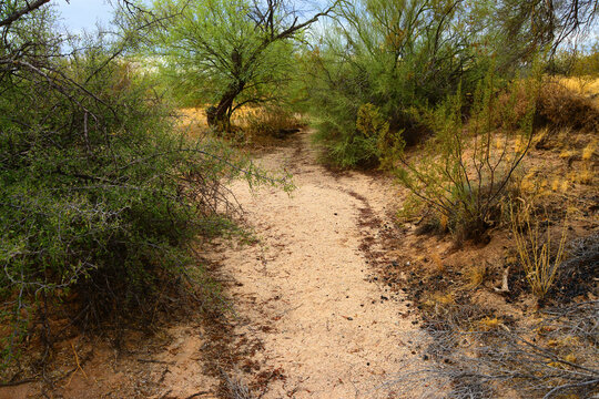 Arizona Desert Arroyo