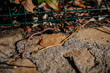 Sotogrante, Spain - January 25, 2024 - a dry leaf and vine on cracked soil against a green metal grid.