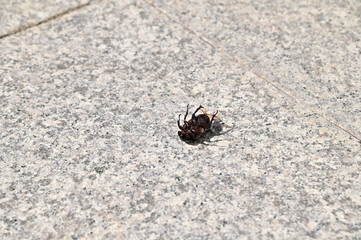 Closeup of Black Scarab or Female Dynastinae on the marble walkway selective focus at Thailand.