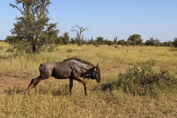 Fototapeta premium Streifengnu / Blue wildebeest / Connochaetes taurinus..