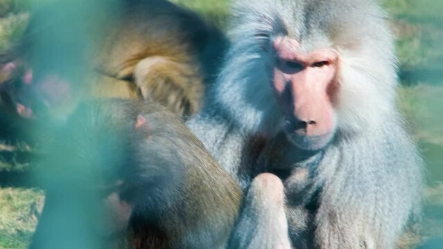 Portrait of baboon monkey nature