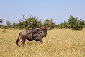Fototapeta premium Streifengnu / Blue wildebeest / Connochaetes taurinus