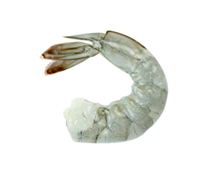 shrimp raw isolated