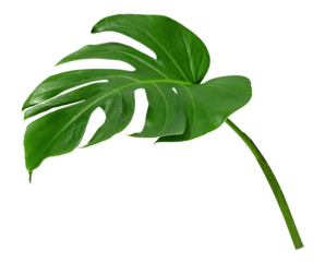 Green leaves pattern ,leaf monstera isolated