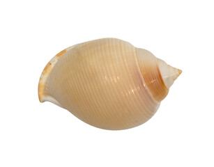 closeup brown seashell  isolated