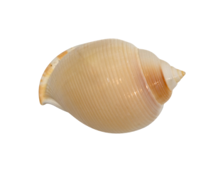 closeup brown seashell  isolated