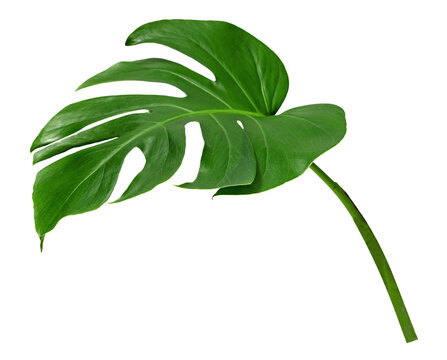 Green leaves pattern ,leaf monstera isolated