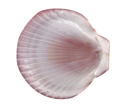 closeup brown seashell  isolated