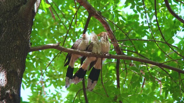 Guira (Guira guira) is a larval cuckoo, the only member of the genus Guira. It is found in southern and eastern Brazil, non-mountainous Bolivia, Paraguay, Uruguay and northern Argentina. 