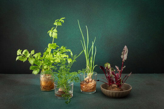 Growing from organic waste, sprouting carrots and beets at home, onions and celery and garlic, healthy and tasty vegetable haulm on the greens background