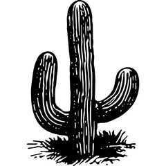 Cactus Illustration