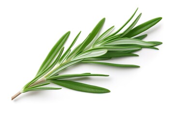 Fototapeta premium Rosemary leaf isolated on white background