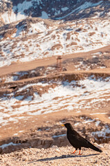 Pyrrhocorax graculus, alpine chough, at Mount Zugspitze, Top of Germany, Garmisch-Partenkirchen, Bavaria, Germany