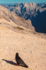 Pyrrhocorax graculus, alpine chough, at Mount Zugspitze, Top of Germany, Garmisch-Partenkirchen, Bavaria, Germany