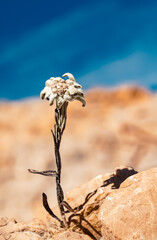 Leontopodium alpinum, Edelweiss, at Mount Zugspitze, Top of Germany, Garmisch-Partenkirchen, Bavaria, Germany