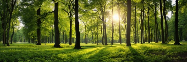 Summer Walk in a Beautiful Deciduous Forest with Fresh Green Broadleafs and Sunlight Beams Breaking