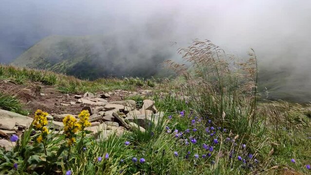 Wild flowers on the Hoverla mountains in Ukrainian Carpathians in stormy weather