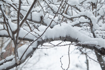 Fototapeta na wymiar Snow covered tree branch. Winter