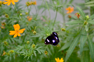 Closeup of Butterfly on beautiful flowers in a meadow in nature at bangkok, Thailand. Selective focus.