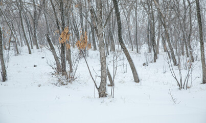 Fototapeta premium Beautiful trees covered by snow. Winter
