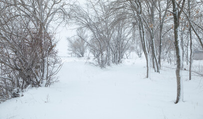 Fototapeta na wymiar Beautiful trees covered by snow. Winter