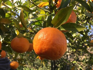 oranges on tree