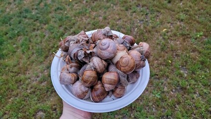 Lot's of big snails capture in a plate.