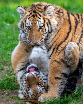 Two young Siberian tigers engaging in playful activities amidst lush grass